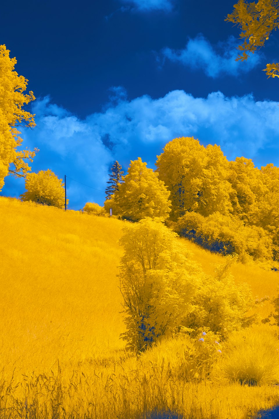 Yellow trees grow on a grassy hillside under a blue sky.